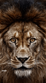 Gif animé lion yeux